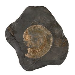 Kunstauktion Engel Koblenz Auktion 176 Fossilie